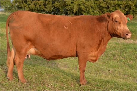 Fullblood SP Pair 1818 & Bull Calf 2619