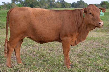 50% Heifer 2532
