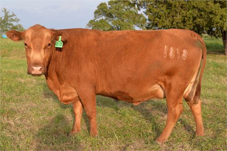 Fullblood SP Pair 1818 & Bull Calf 2619