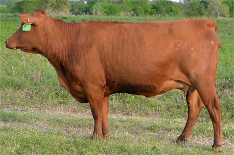 Fullblood SP Pair 2321 & Bull Calf 2615