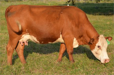 75% SP Pair 2236 & Bull Calf 2651