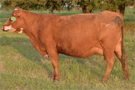 Fullblood SP Pair 1702 & Heifer Calf 2633