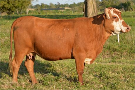 75% SP Pair 2317 & Bull Calf 2617
