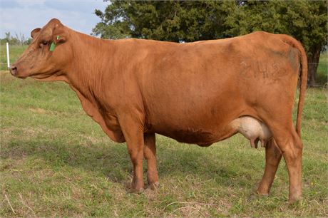 75% SP Pair 2142 & Bull Calf 2637