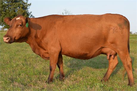Fullblood SP Pair 1729 & Bull Calf 2659