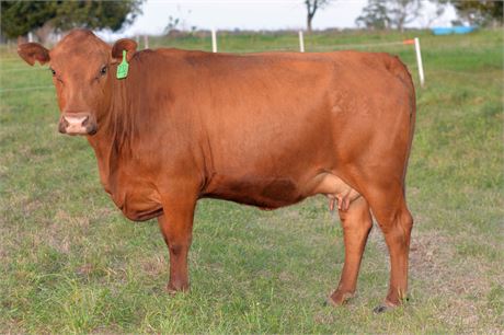 Fullblood SP Pair 2321 & Bull Calf 2615