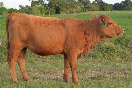 Purebred Heifer 2508