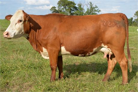 75% SP Pair 2236 & Bull Calf 2651