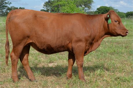 Fullblood Heifer 2549