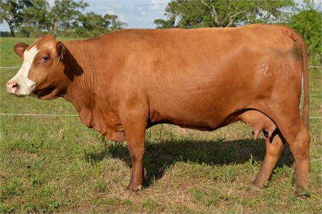 Fullblood SP Pair 2144 & Bull Calf 2628