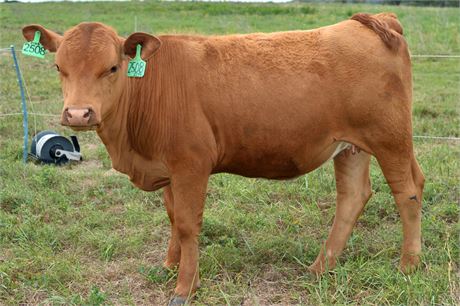 Purebred Heifer 2508