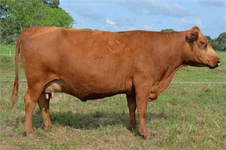Fullblood SP Pair 1818 & Bull Calf 2619
