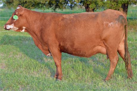 Fullblood SP Pair 1702 & Heifer Calf 2633