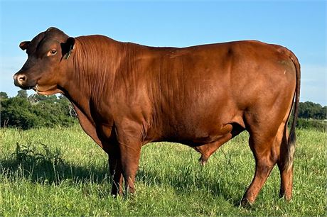 Semen (Regular) - Bull 2194 Harv