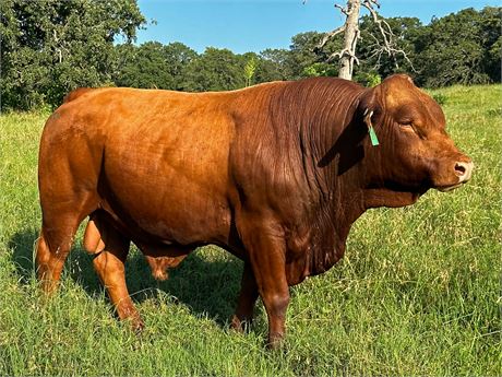 Semen (Regular) - Bull 2103 Jackson Storm
