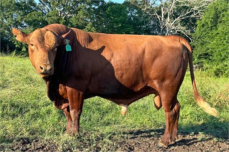 Semen (Regular) - Bull 2106 Sterling