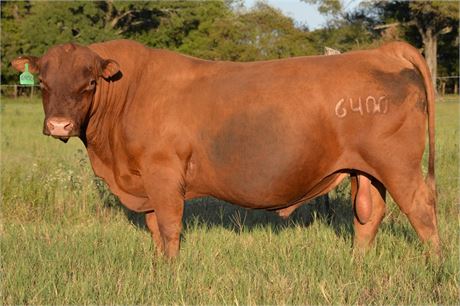 Semen (Sexed Female) - Bull 6400