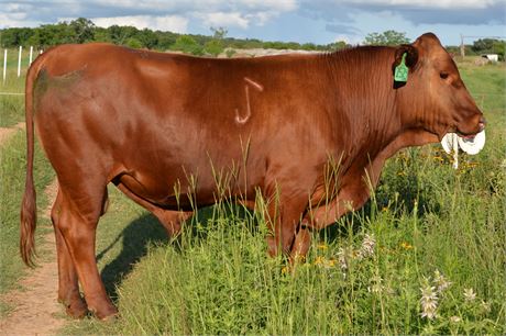 ***SOLD*** Bull 2524 "Myles" - Fullblood South Poll