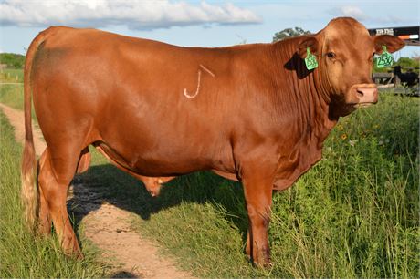 ***SALE PENDING*** Bull 2530 "Sam" - Fullblood South Poll