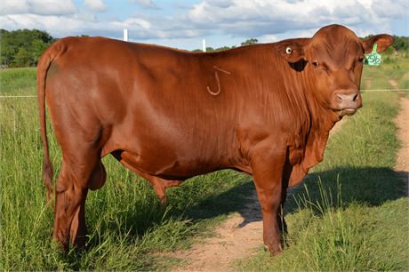 ***SOLD*** Bull 2516 "Edgar" - Fullblood South Poll