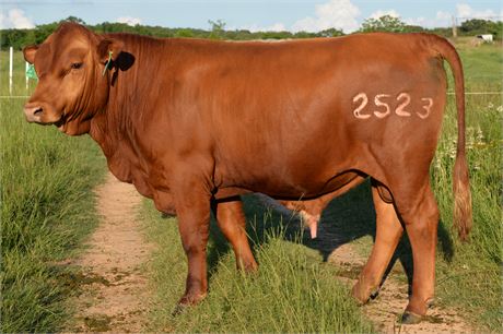 ***SALE PENDING*** Bull 2523 "Gunnar" - Fullblood South Poll