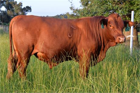 Bull 2536 "Dan" - Fullblood South Poll