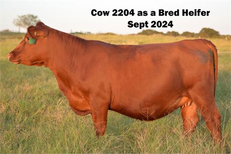 Reg. Fullblood SP Bred Cow 2204