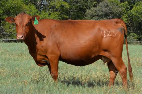 Reg. Fullblood SP Bred Cow 1825