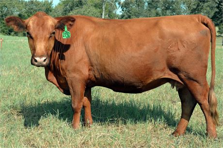 Reg. Fullblood SP Cow 2192