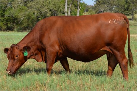 Registered 75% SP Bred Cow 2219