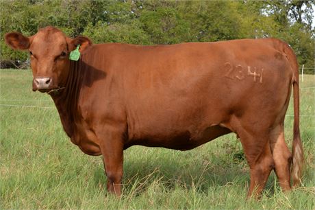 Registered 75% SP Bred Cow 2341