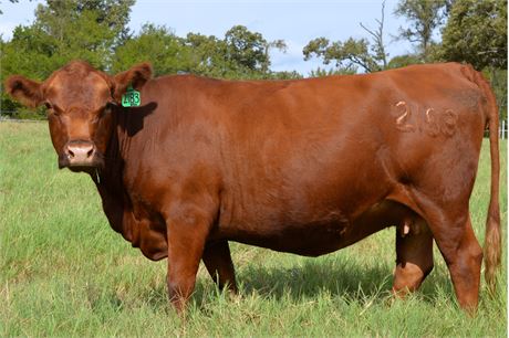 Registered 75% SP Bred Cow 2183