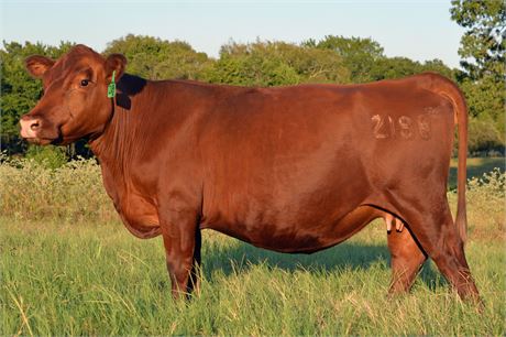 Reg. Fullblood SP Bred Cow 2188