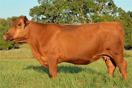 Reg. Fullblood SP Cow 2192
