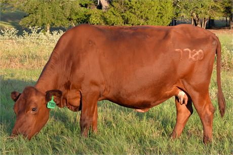 Reg. Fullblood SP Cow 7720