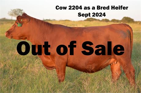 **OUT OF SALE** Reg. Fullblood SP Bred Cow 2204