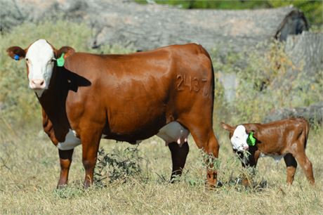 Pair - Reg. Purebred 2437 & Heifer Calf 2663
